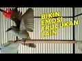 Download Lagu Trucukan mana YANG GAK NYAUT dan IKUT TARUNG dengan trucukan Gacor Garuda Cucak Rowo ini