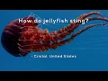 How do jellyfish sting