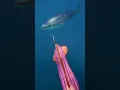 Download Lagu I thought Tuna only comes from sushi train… 🍣 #ejcadventures #tuna #spearfishing