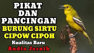 suara merdu dan kicauan eksotis burung sirtu cipow dan cipoh