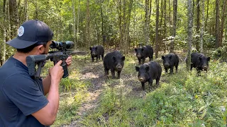 No Hay Escapatoria Caza Y Cocina De Chanchos Salvajes