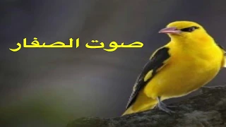 صوت الصفار صافي لصيد طائر الصفاري 