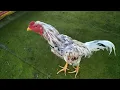 Download Lagu KEMEWAHAN AYAM BLOROK MADU SISIK UBET