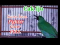 Download Lagu Masteran Cucak ijo Sumatra Ampuh Untuk Pancingan Burung Kontes