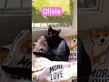 Download Lagu What is new kitten hobby? 💜 (Olivia 16 weeks old) #cat #cute #catlovers #happy
