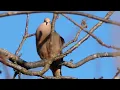 Dove bird call / song / sound | Mourning