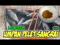 TERBUKTI JITU PISAN! VIRAL UMPAN PELET SANGRAI MANCING IKAN MAS WAJIB COBA