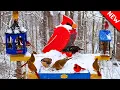 Lagu 🔴Heavy Snow Bird Feeder Cam | 24/7 Non-Stop Action | 👋Come Watch