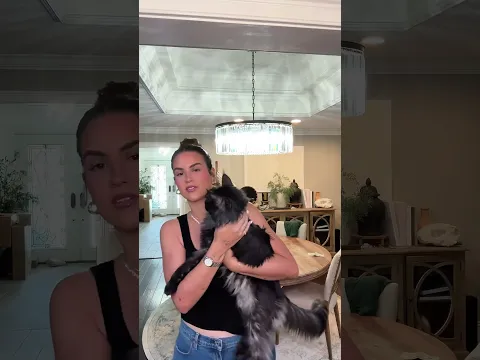 #funny #catshorts