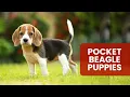 Get To Know About Pocket Beagle Puppies