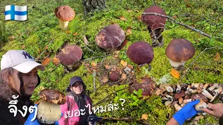 สุดจึ้งกับเห็ดผึ้งหวานหัวแดง 8.9.2026🇫🇮