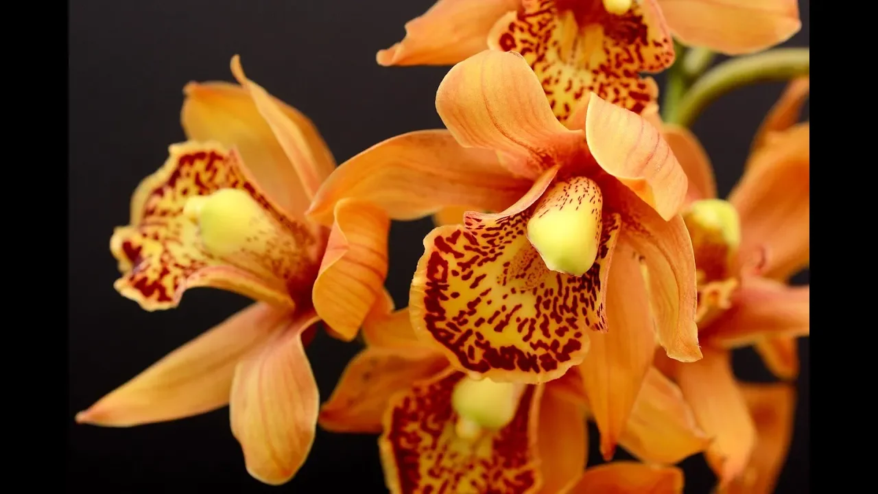 FLOR ORQUIDEA COMO PLANTAR SUCULENTAS