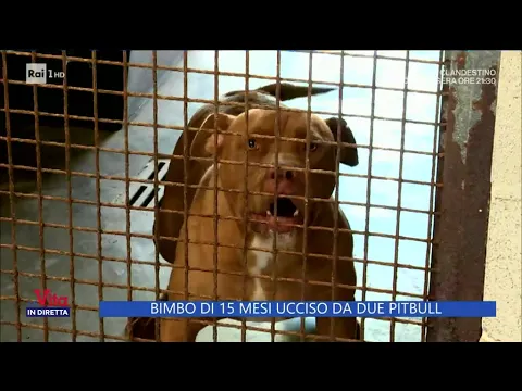 Download MP3 Bimbo di 15 mesi ucciso da due pitbull - La Vita in diretta 22/04/2024