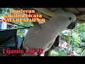 Download Lagu Masteran burung kakatua bicara Asalammualaikum