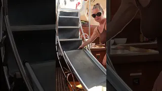 Dogs, boats, and high tides