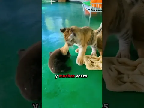 La verdad sobre la relación entre este oso y este tigre #oso #tigre #amistad #animals #shorts