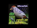 Download Lagu kicau burung poksai mandarin gacor jernih + back sound terapi air masteran burung bahan/macet bunyi