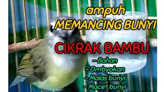 suara cikrak bambu gacor buat pancingan bahan pasti nyaut ikut bunyi