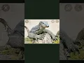 Download Lagu burung puyuh burung kutut sama sama dimakan biawak kadang cantik kadang imut kadang mirip biawak