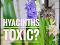 Are HYACINTHS Toxic To Cats Symptoms of Poisoning