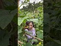 Lagu Ketauan di kebun timun