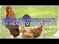 What s the Perfect Ratio of Hens to Roosters