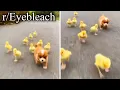 click to adopt all animals