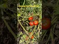 Download Lagu Three tomatoes are walking down the street papa tomato, a mama tomato and a little baby tomato
