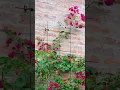 Wall Metal Trellis