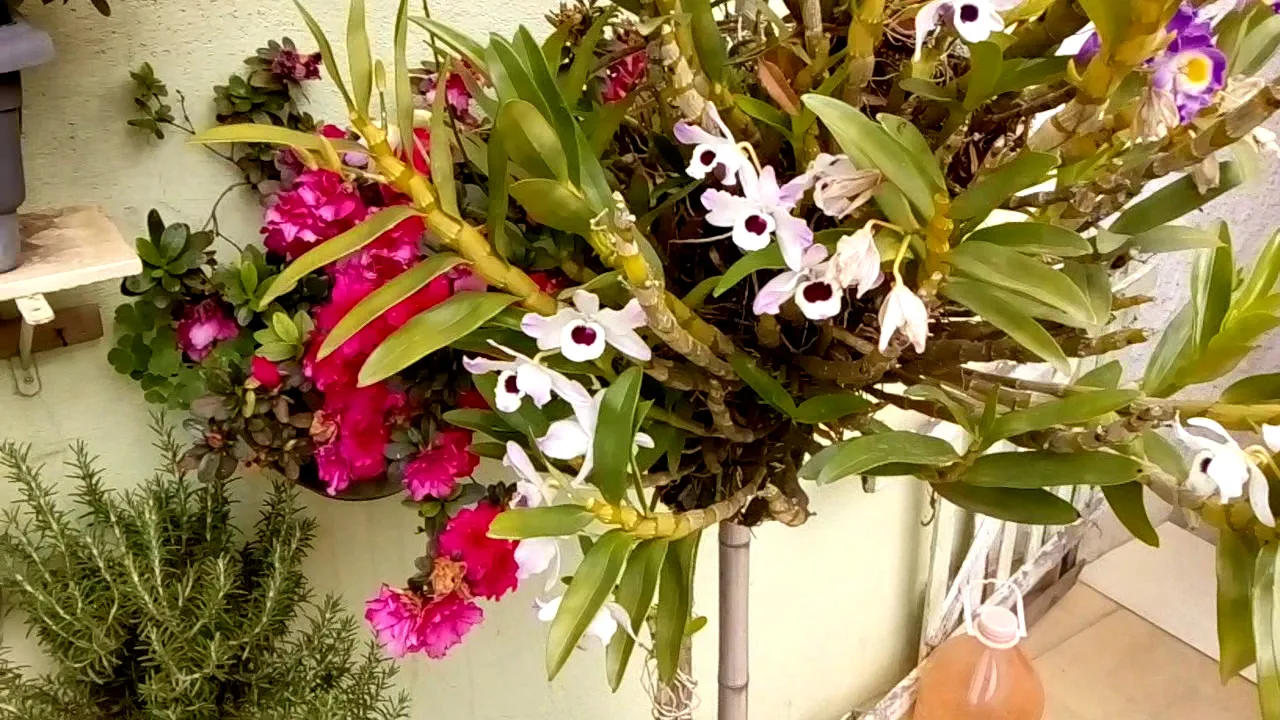 COMO ESTÃO NOSSAS ORQUÍDEAS