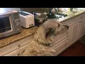 Bu the Irish Wolfhound training a human