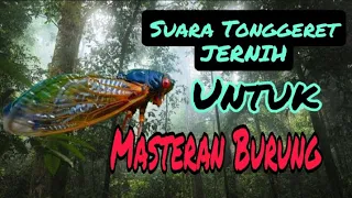 suara tonggeret nyaring jernih untuk masteran burung u0026 nada dering