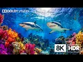Download Lagu Unreal Underwater Life in 8K HDR | Dolby Vision™