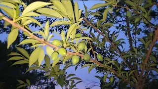 BACKYARD ORCHARD!!!! OVER 20 FRUIT TREES!!!