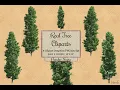 Real Tree Cliparts - Populus nigra