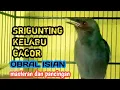 Download Lagu srigunting abu abu mata merah gacor bongkar isian bagus buat masteran burung lomba