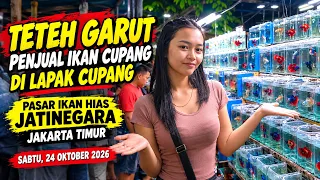 LAPAK IKAN CUPANG DI PASAR JATINEGARA SABTU 24 OKTOBER 2026