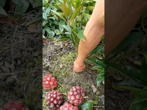 حصاد ثمار نبات الكادسورا القرمزية البرية من الأرض