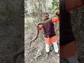Download Lagu Russell,s Viper venomous snake very big size #snakerescue #snakebait #praveenpanchal #Shorts