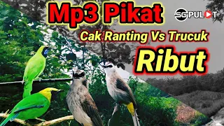 Download Cucak Ranting/Ijo Mini Vs Trucukan,Duo Suara Pikat Yang Pas MP3