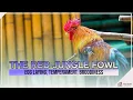 Download Lagu Profil Jenis Ayam Hutan Merah: Bertelur, Temperamen, Kemampuan Mengerami Telur