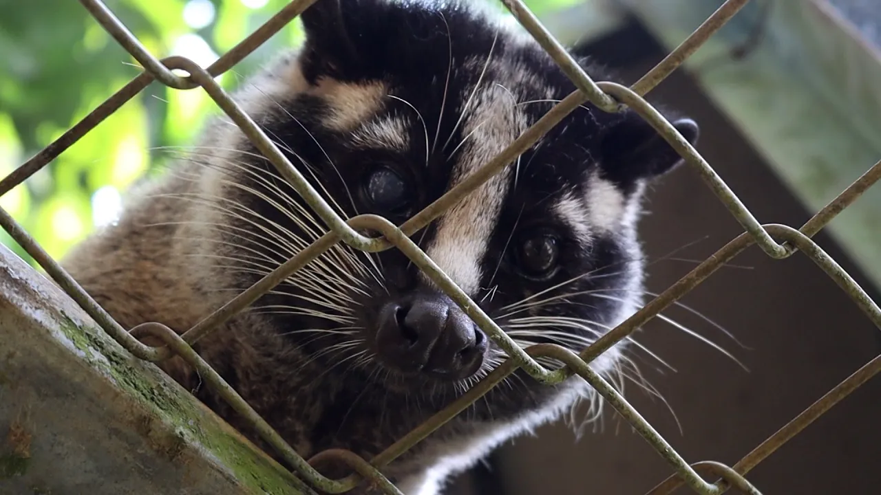 Outline Video Civet Coffee: From Rare to Reckless [TRAILER]
