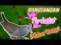 Download Lagu Suara Pancingan Perkutut Lokal Malas Bunyi || Paling Manjur ‼️