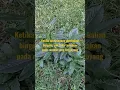 Download Lagu Coba tanyakan pada rumput yang bergoyang