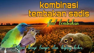 masteran kombinasi sadis kinoi brinji tungir dan bajing kekes 