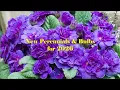 New Perennials Bulbs for 2026