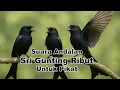 Download Lagu Suara Pikat Srigunting Ribut | Masteran Srigunting Hitam Full Isian Gacor