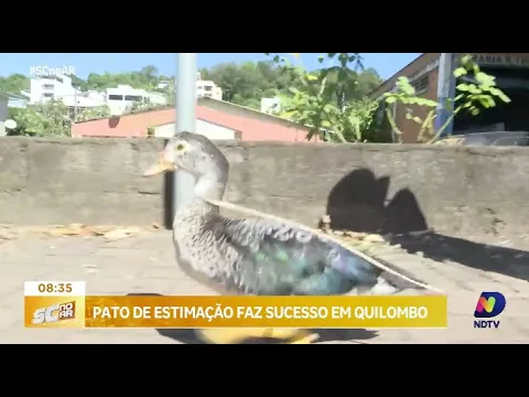 Conheça o pato que virou atração em Quilombo, no Oeste de SC