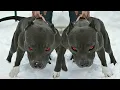15 Dogs You Should Fear the Most