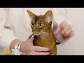 Countdown of Cuteness CFA Reveal the 10 Most Popular Breeds for 2025